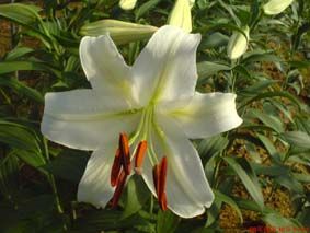 ���������ٺ�