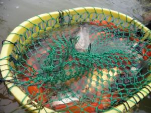 �߷��F��Ȫˮ�~