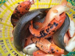 �߷��F��Ȫˮ�~