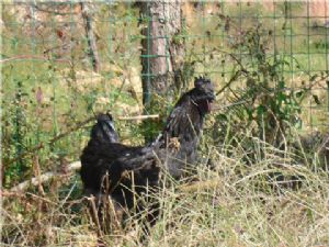 ��Ȟ��u�����u