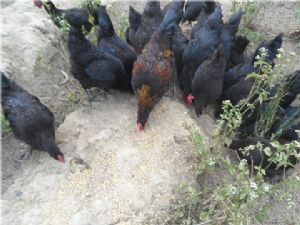 ��Ȟ��u�����u