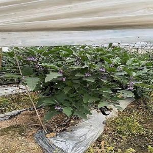 ���ӻ���