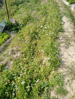 �B�Tͬ���f�������R�Nֲ��