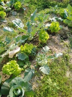 �B�Tͬ���f�������R�Nֲ��