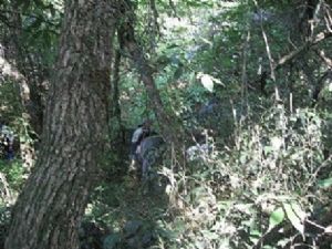 ���ĸ������l(xi��ng)��