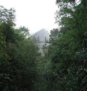 ���ĸ������l(xi��ng)��