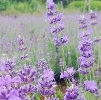 ����ε��r(n��ng)��(ch��ng)