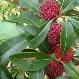 ��÷�Nֲ���